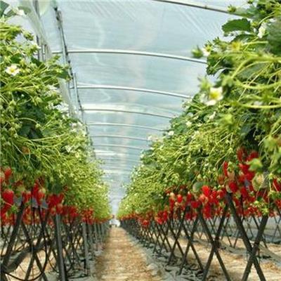 草莓立體種植槽選購(gòu)指南與配套產(chǎn)品推薦