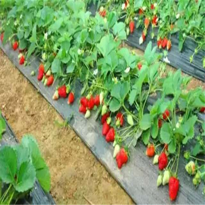 寶交草莓苗多少錢？市場(chǎng)價(jià)格、影響因素與種植前景全解析