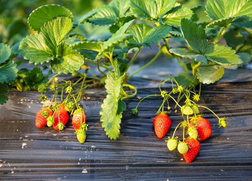 網(wǎng)傳草莓“大個(gè)”靠膨大劑？真相揭秘與科學(xué)種植之道