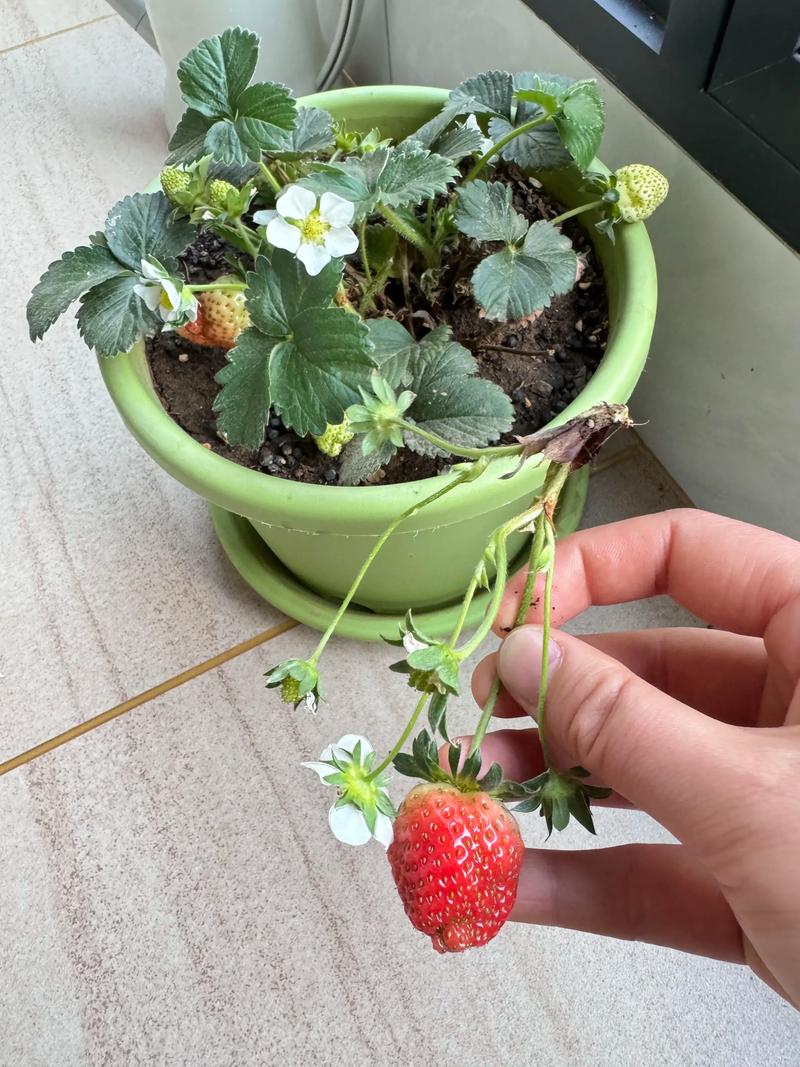 陽臺(tái)草莓種植指南 從掛果到收獲，輕松實(shí)現(xiàn)‘草莓自由’