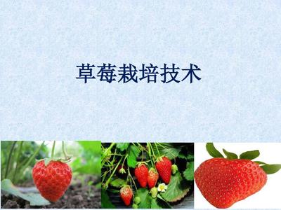 草莓高效種植與栽培管理技術(shù)