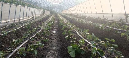 織金縣馬場(chǎng)鎮(zhèn) 秋播正當(dāng)時(shí)，草莓種植忙