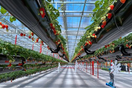 浙江獲批創(chuàng)建全國(guó)首批8個(gè)草莓種植示范基地