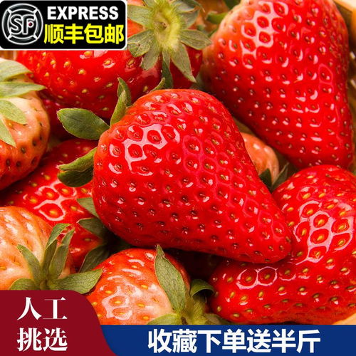 四季鮮甜 從雙流草莓到精品烘焙與飲品的產(chǎn)業(yè)鏈全景